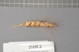 Click for 1 image(s) for this accession. Spike